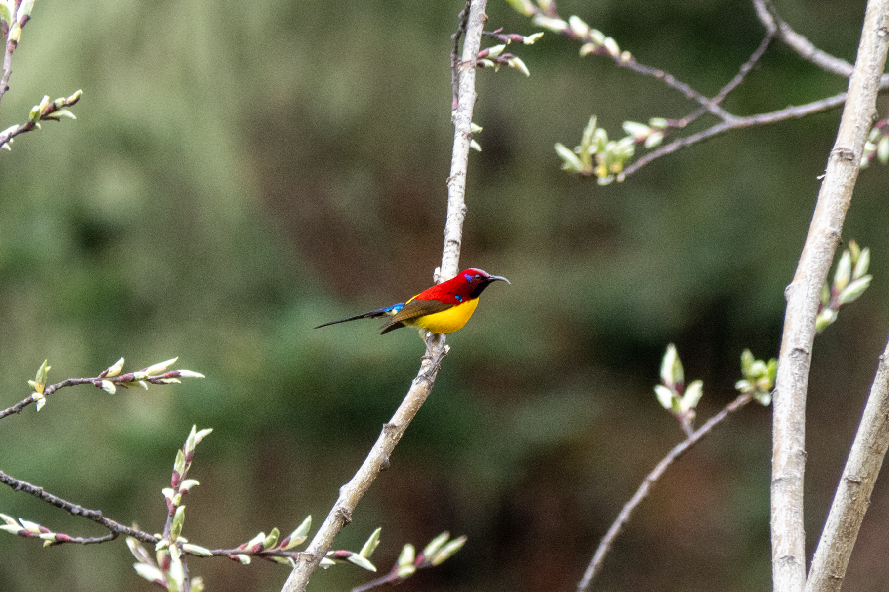 male Mrs Gould's Sunbird (image by Dave Farrow)