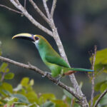 Northen Emerald Toucanet [wagleri] (image by Leo Garrigues)