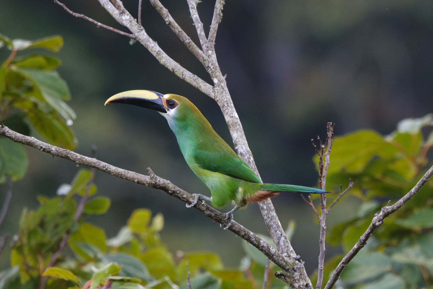 Northen Emerald Toucanet [wagleri] (image by Leo Garrigues)