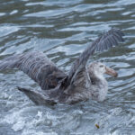 Northern Giant Petrel (image by Mark Van Beirs)