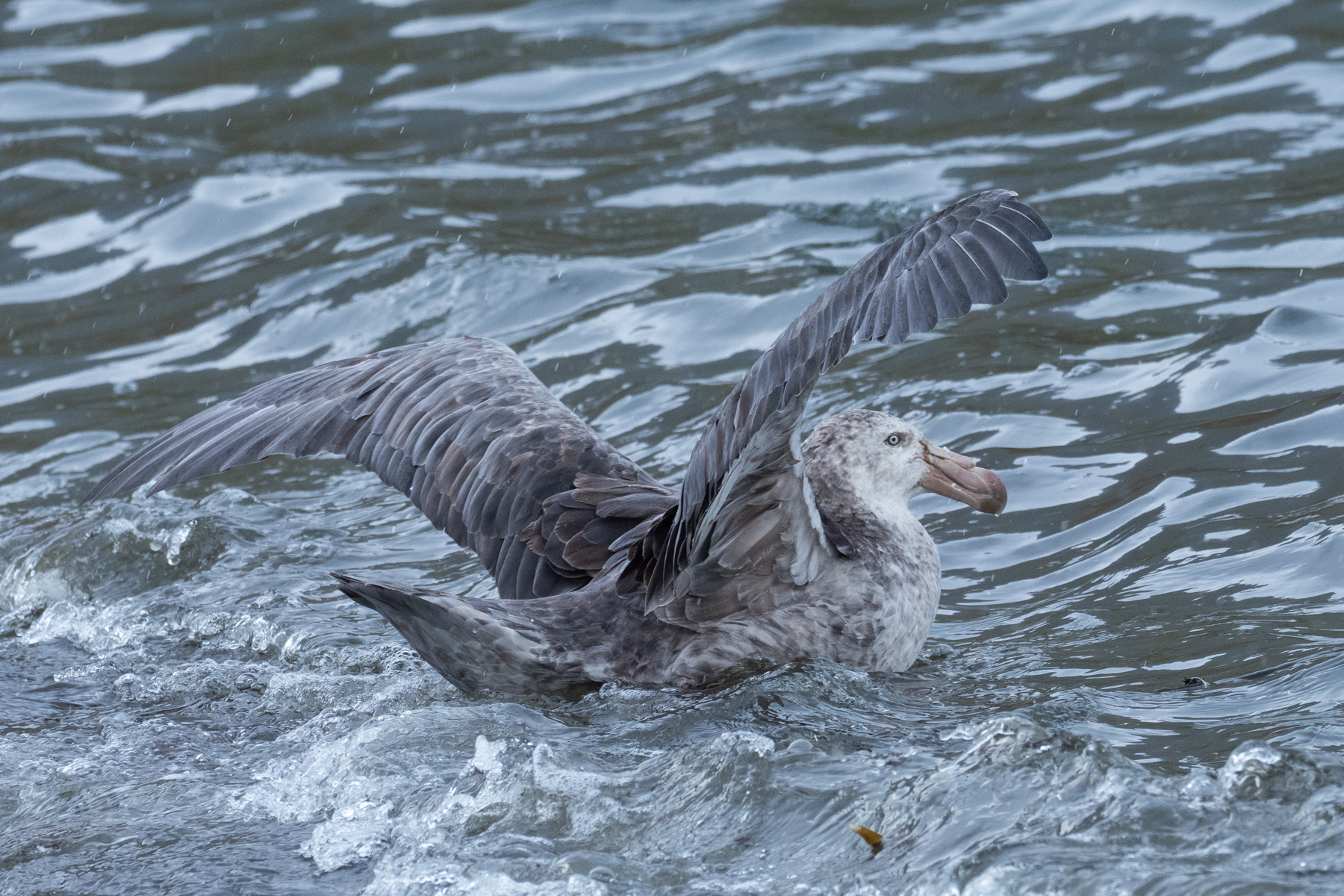 Northern Giant Petrel (image by Mark Van Beirs)