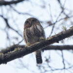 Northern Pygmy Owl (image by Leo Garrigues)