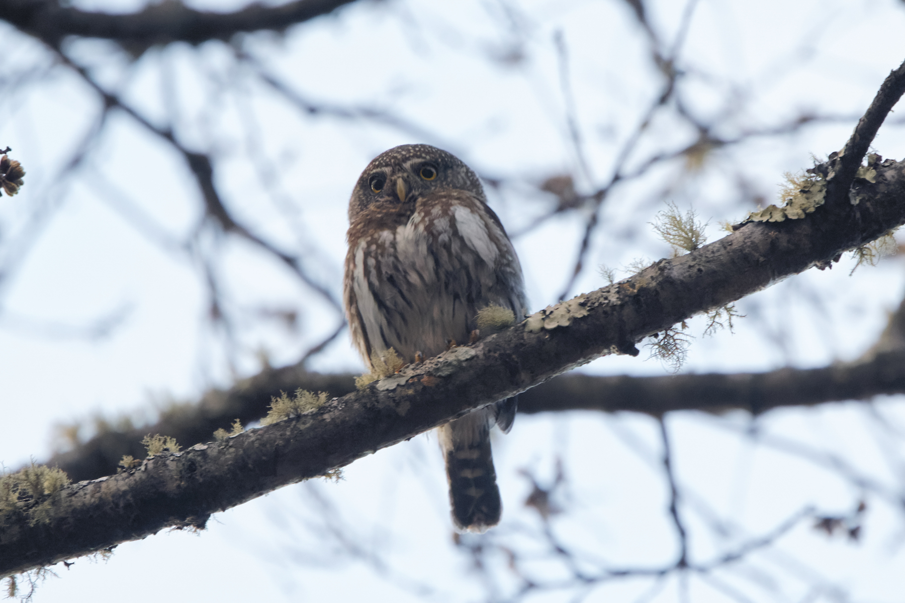 Northern Pygmy Owl (image by Leo Garrigues)