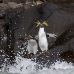 Northern Rockhopper Penguins (image by John Young)