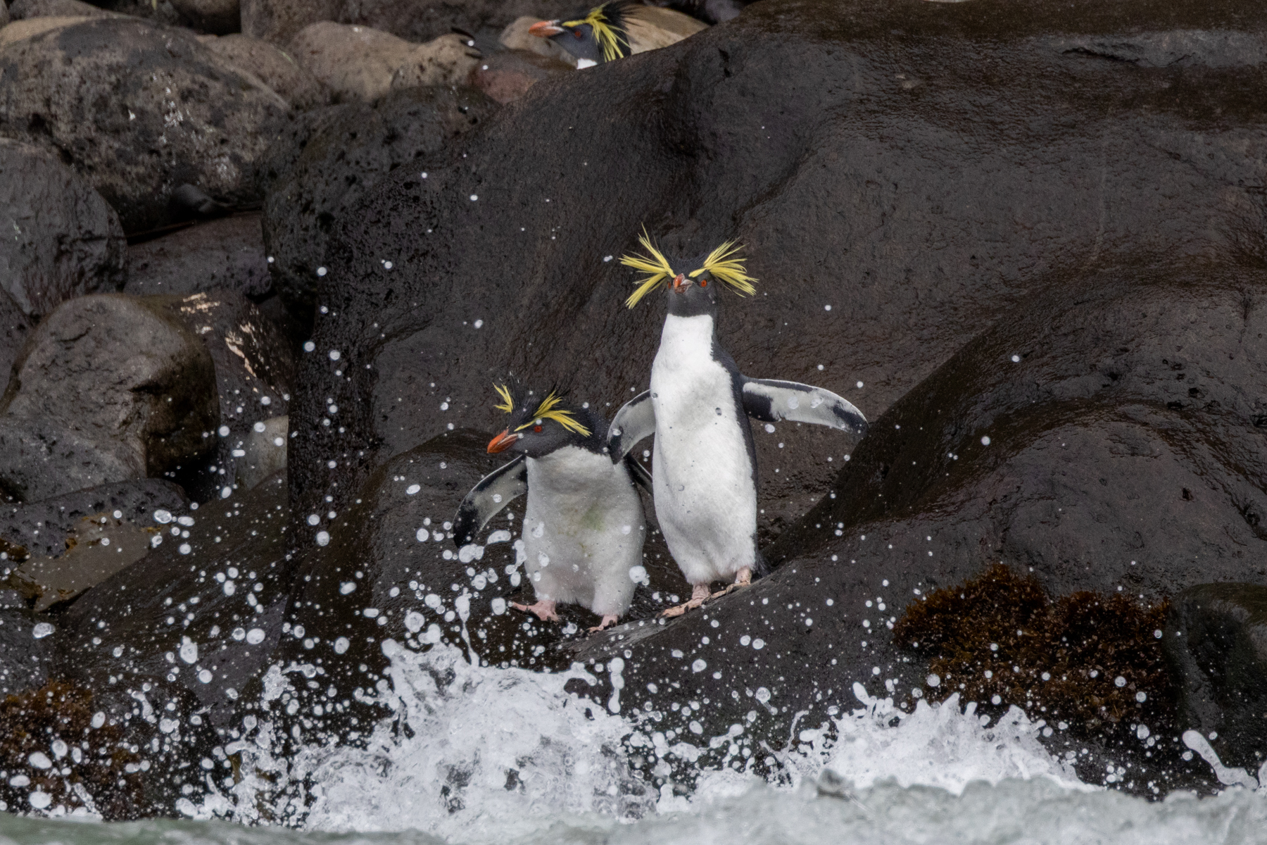 Northern Rockhopper Penguins (image by John Young)