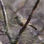 Oaxaca Sparrow (image by Leo Garrigues)