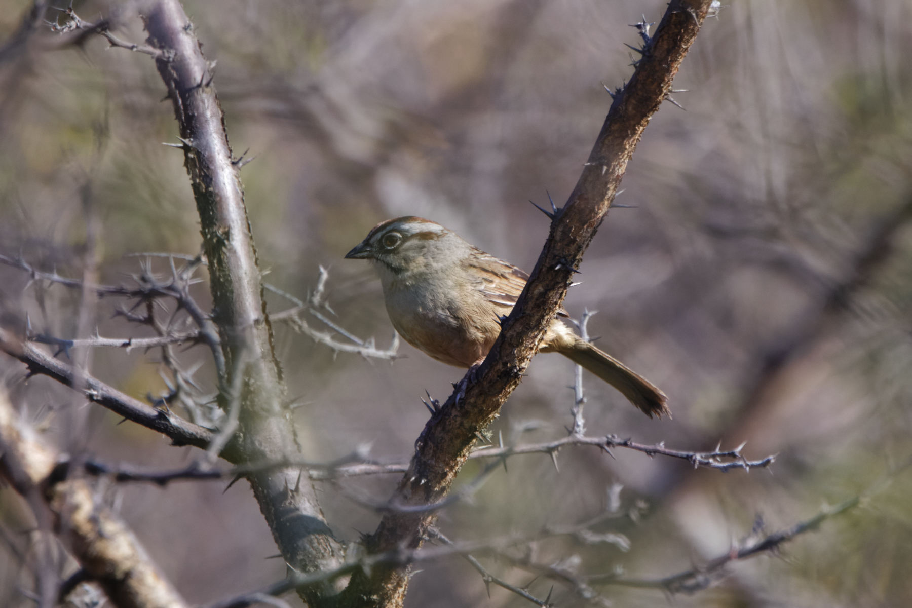 Oaxaca Sparrow (image by Leo Garrigues)