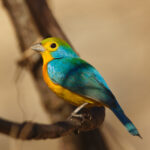 Orange-bellied Bunting (image by Leo Garrigues)