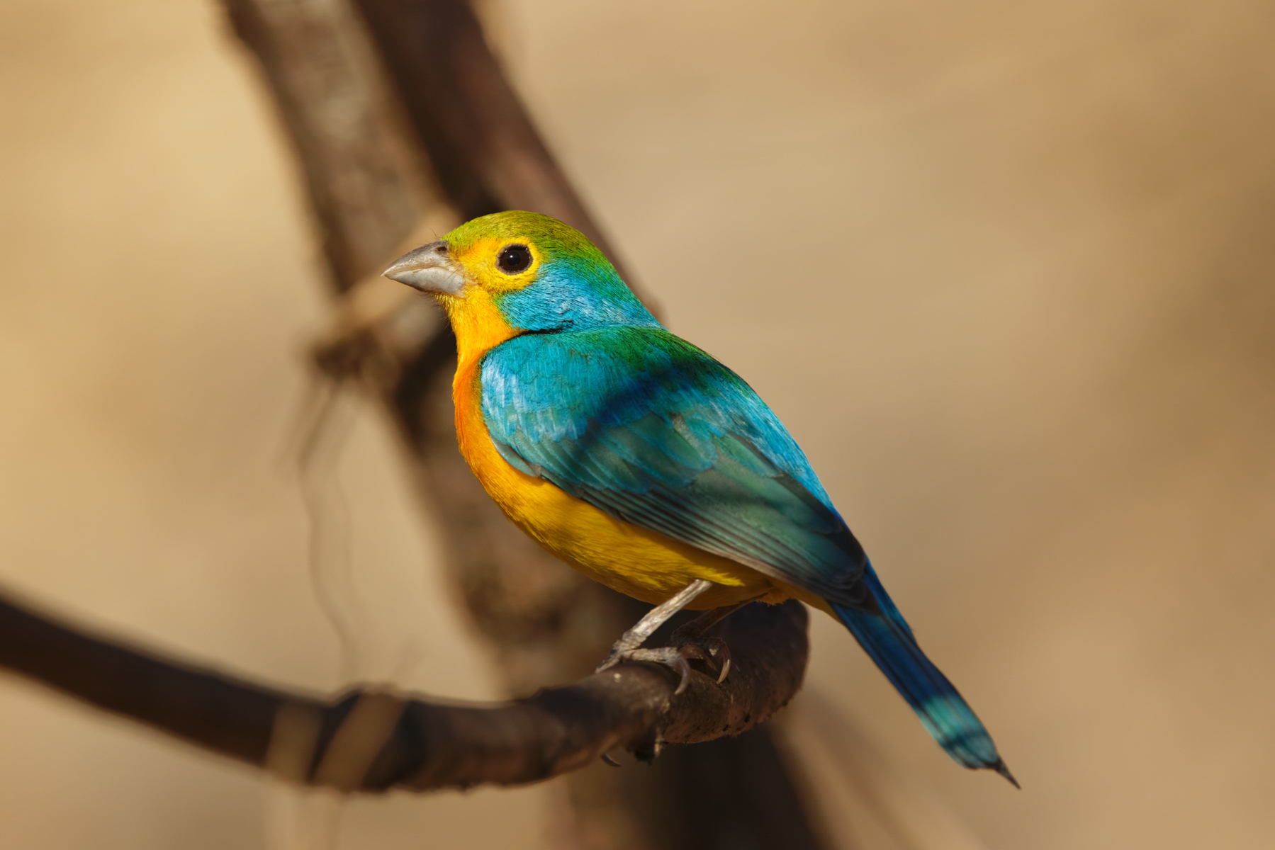 Orange-bellied Bunting (image by Leo Garrigues)