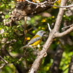 Patagonian Sierra Finch (image by Nick Lessof)