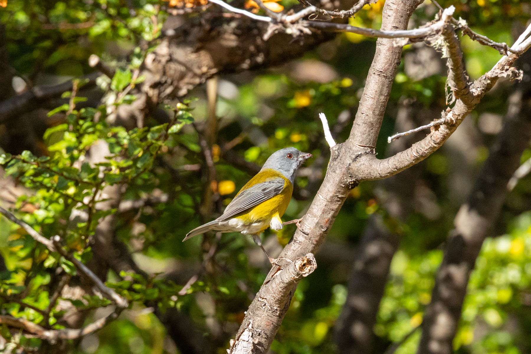 Patagonian Sierra Finch (image by Nick Lessof)