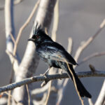 Phainopepla (image by Leo Garrigues)