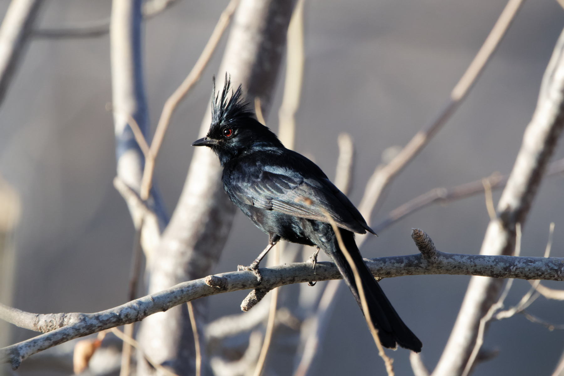 Phainopepla (image by Leo Garrigues)