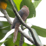 Philippine Cuckoo Dove (image by Vincent van der Spek)