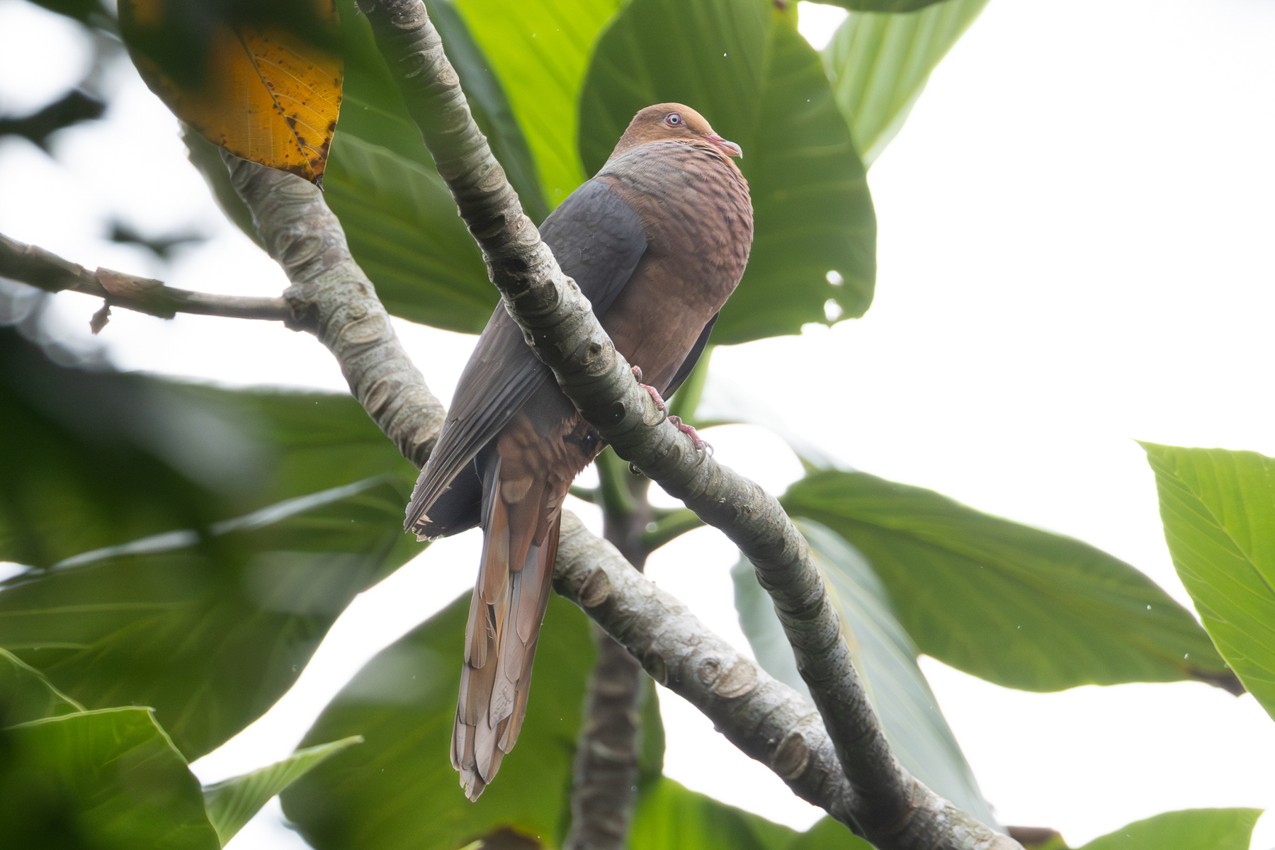 Philippine Cuckoo Dove (image by Vincent van der Spek)