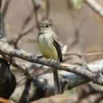 Pileated Flycatcher (image by Leo Garrigues)