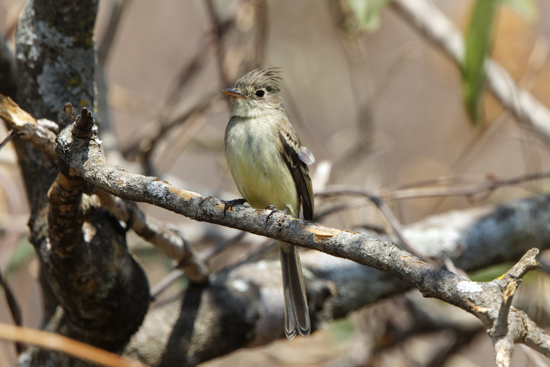 Pileated Flycatcher (image by Leo Garrigues)
