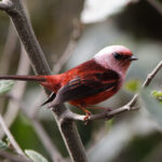 Pink-headed Warbler (image by Leo Garrigues)