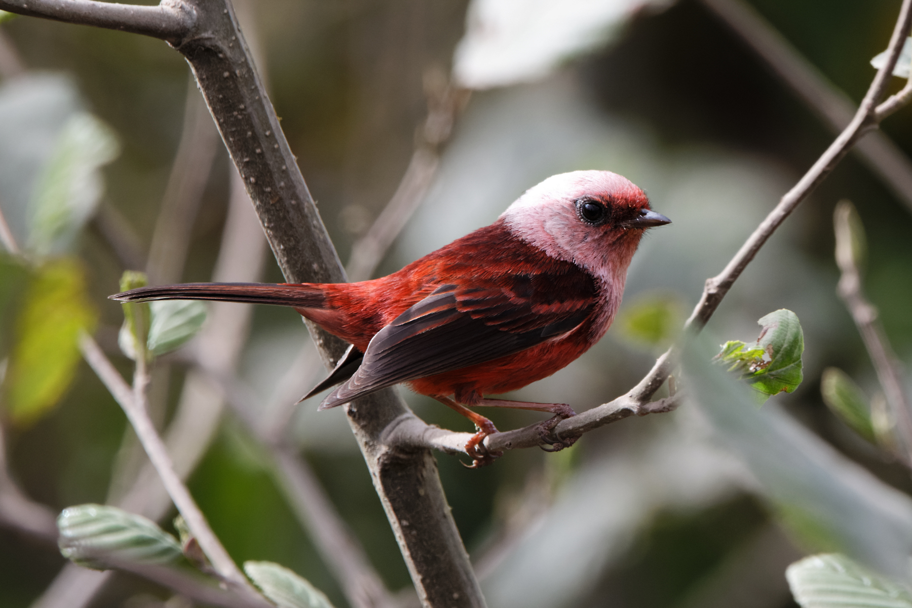 Pink-headed Warbler (image by Leo Garrigues)