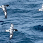 Pintado Petrels (image by Mark Van Beirs)