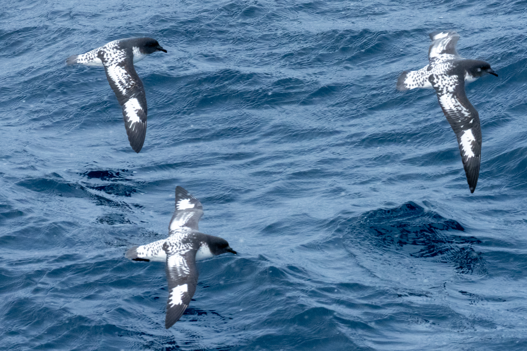 Pintado Petrels (image by Mark Van Beirs)