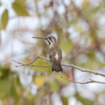 Plain-capped Starthroat (image by Leo Garrigues)