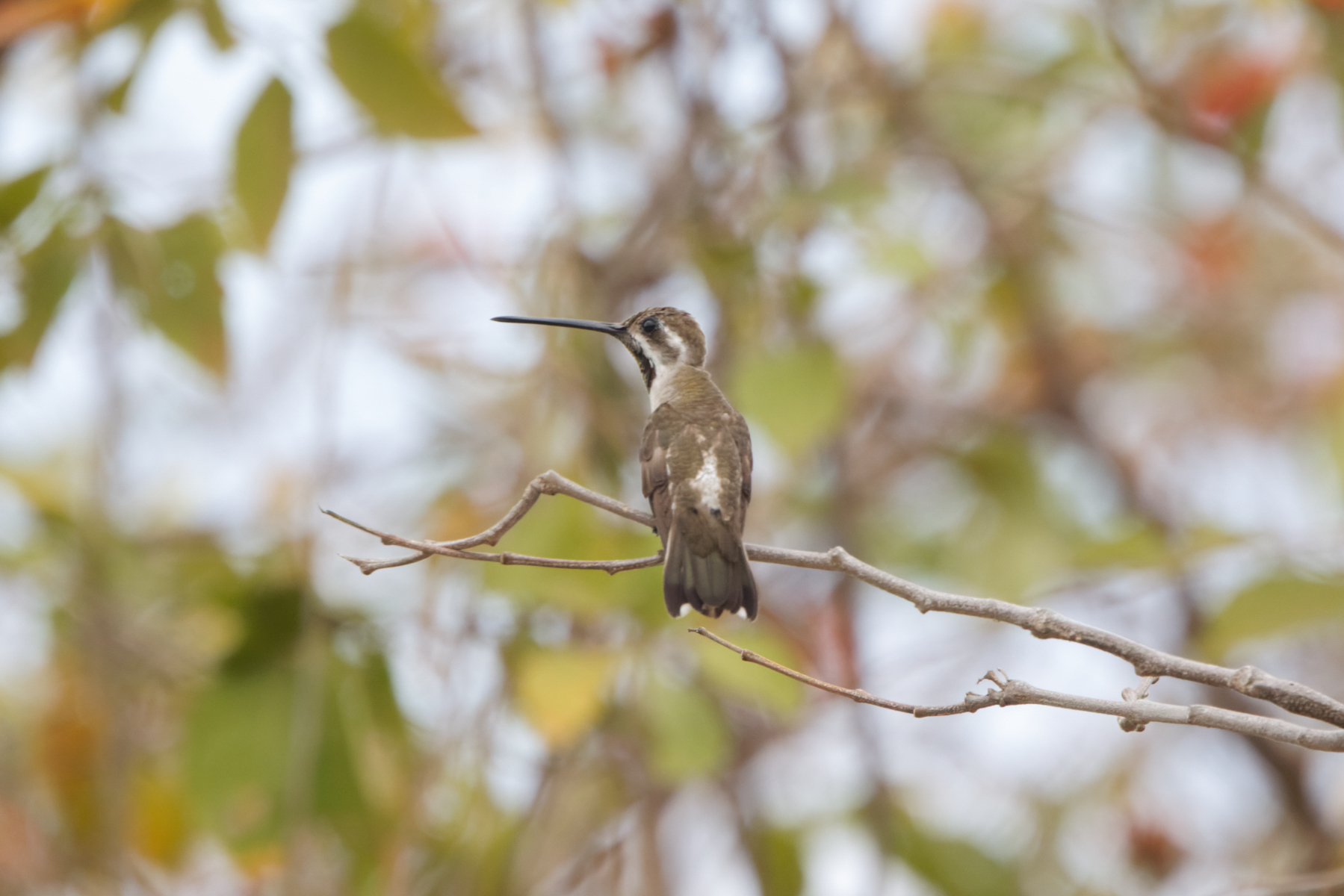 Plain-capped Starthroat (image by Leo Garrigues)