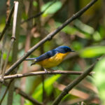 Pygmy Flycatcher (image by Dave Farrow)