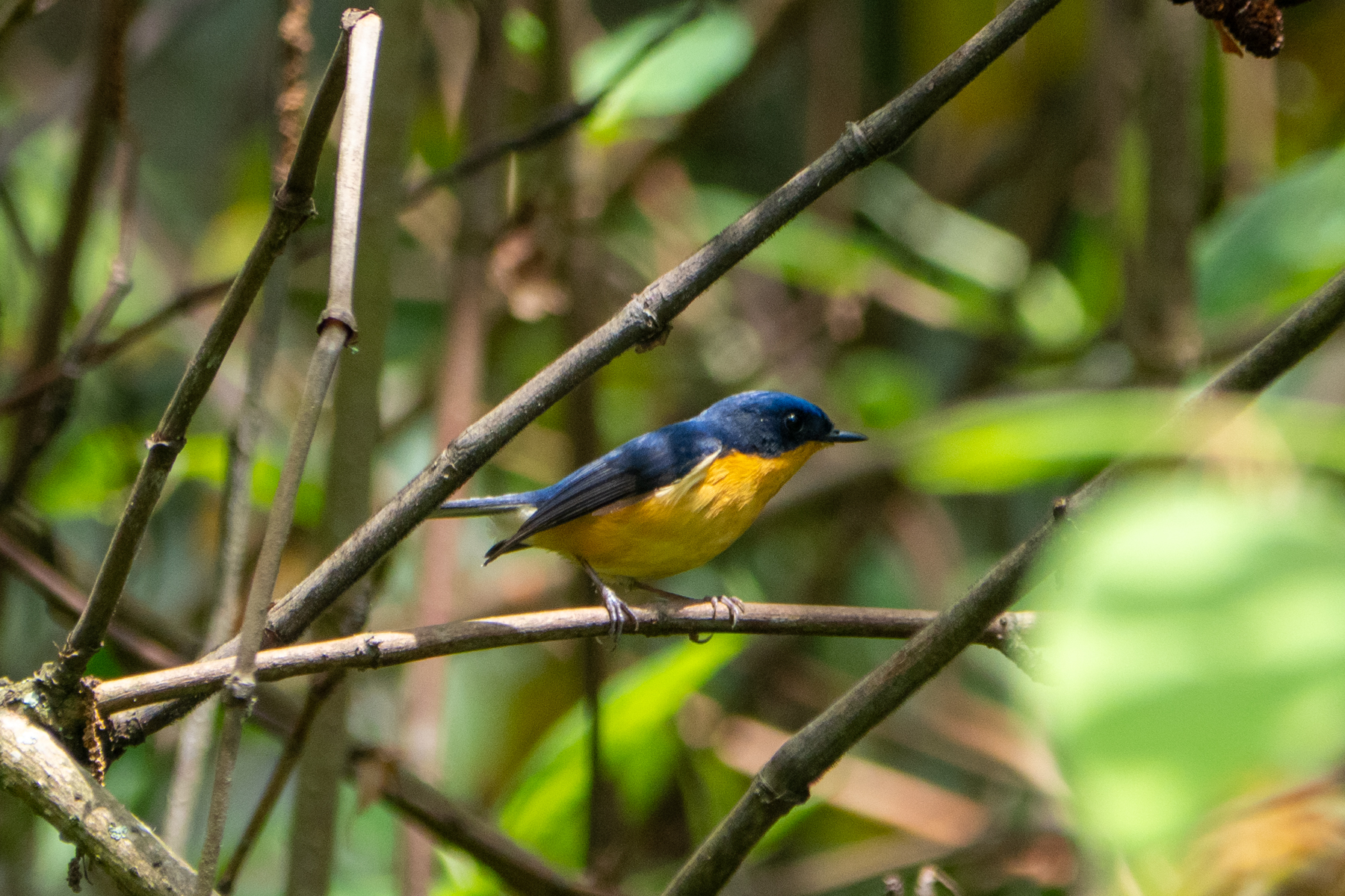 Pygmy Flycatcher (image by Dave Farrow)