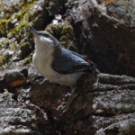 Pygmy Nuthatch (image by Leo Garrigues)
