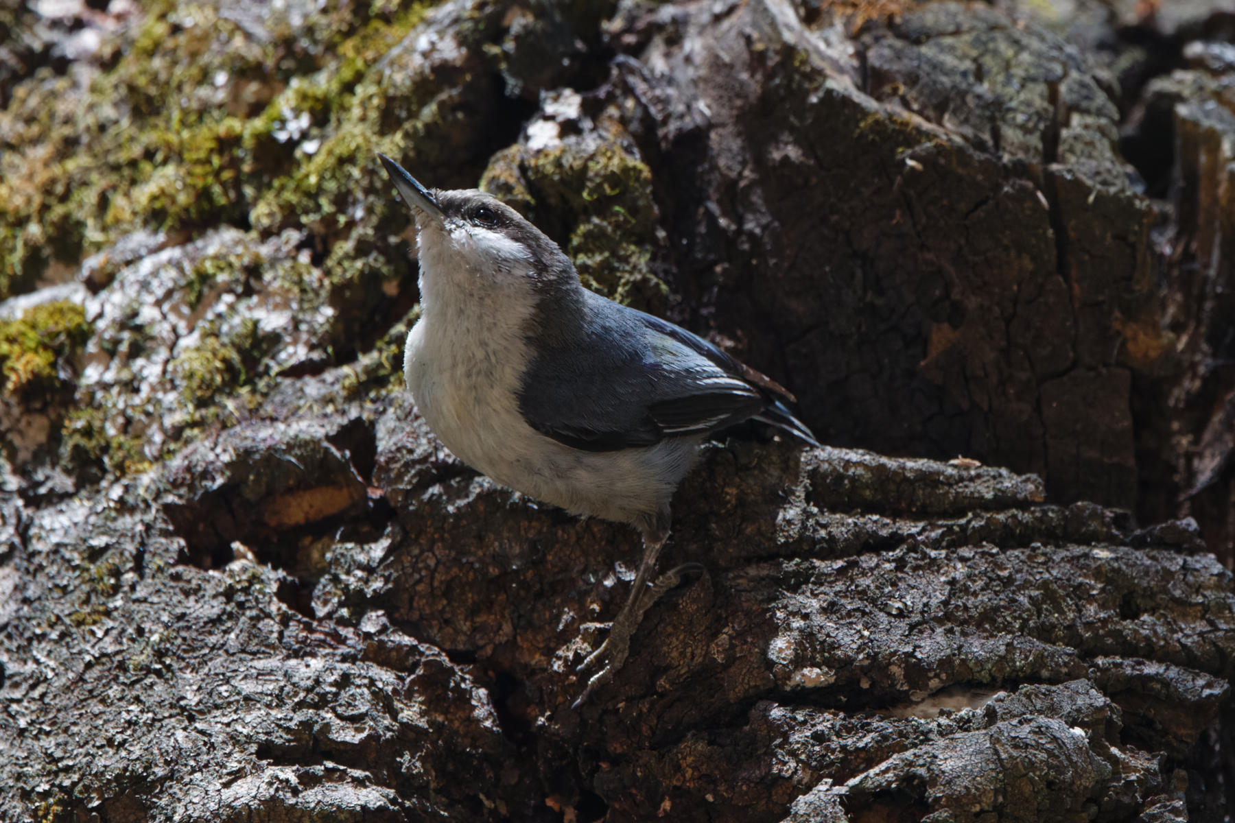 Pygmy Nuthatch (image by Leo Garrigues)