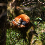 Red Panda (image by Dave Farrow)