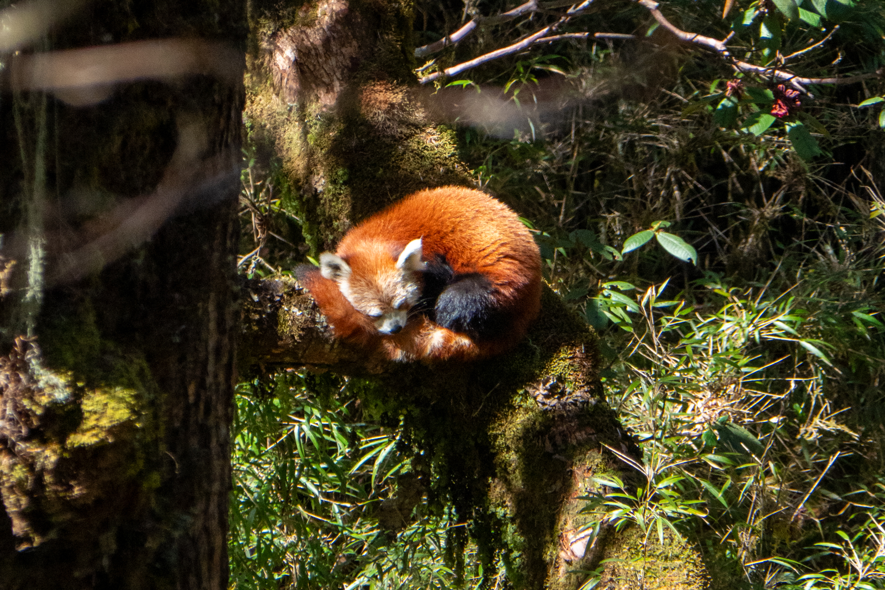 Red Panda (image by Dave Farrow)