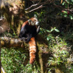 Red Panda (image by Dave Farrow)