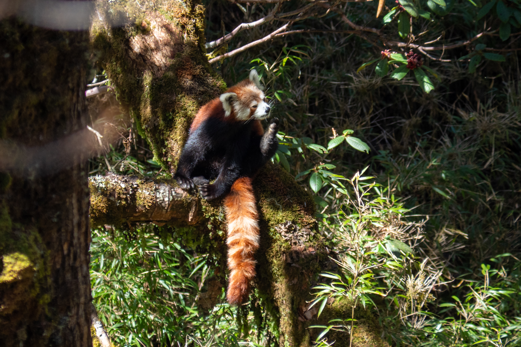 Red Panda (image by Dave Farrow)