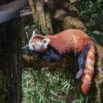 Red Panda (image by Dave Farrow)