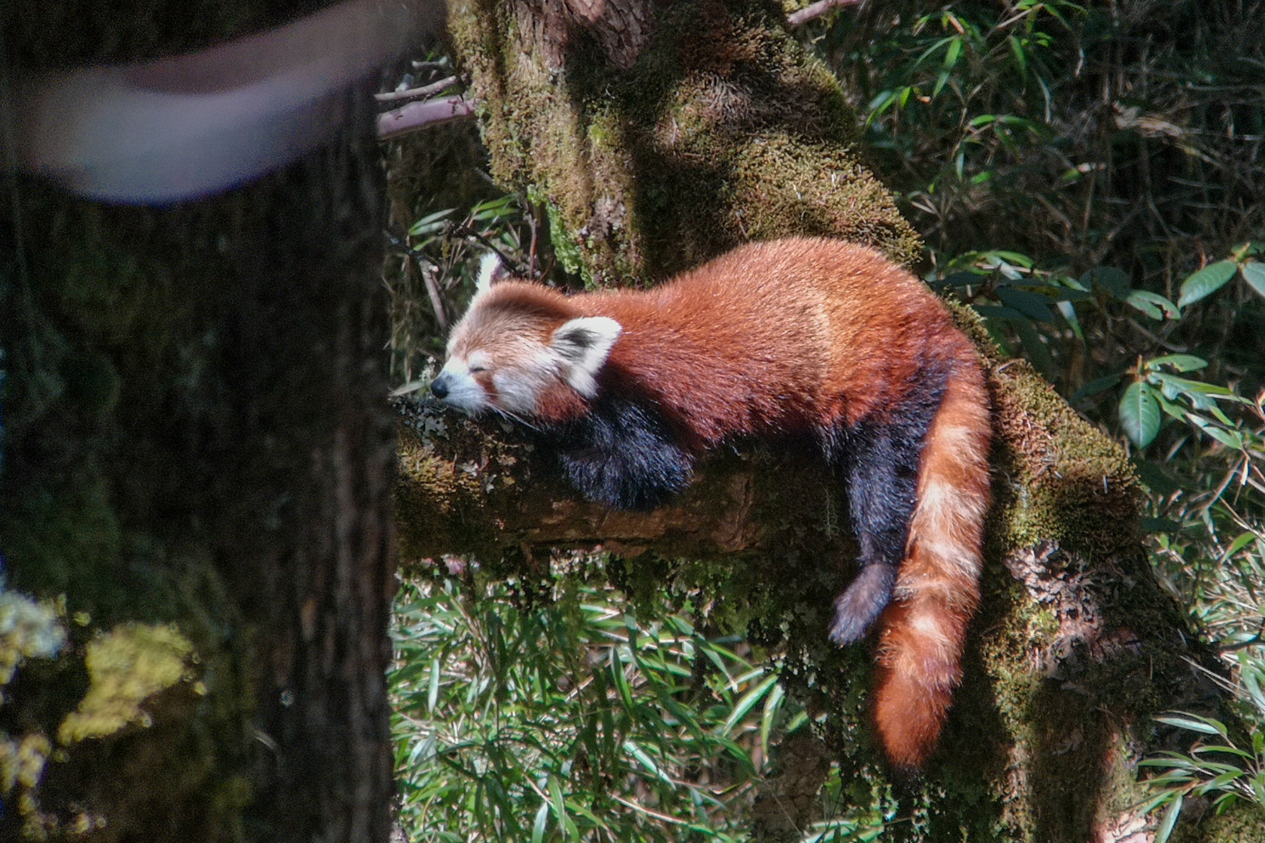 Red Panda (image by Dave Farrow)