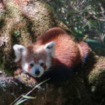 Red Panda (image by Dave Farrow)