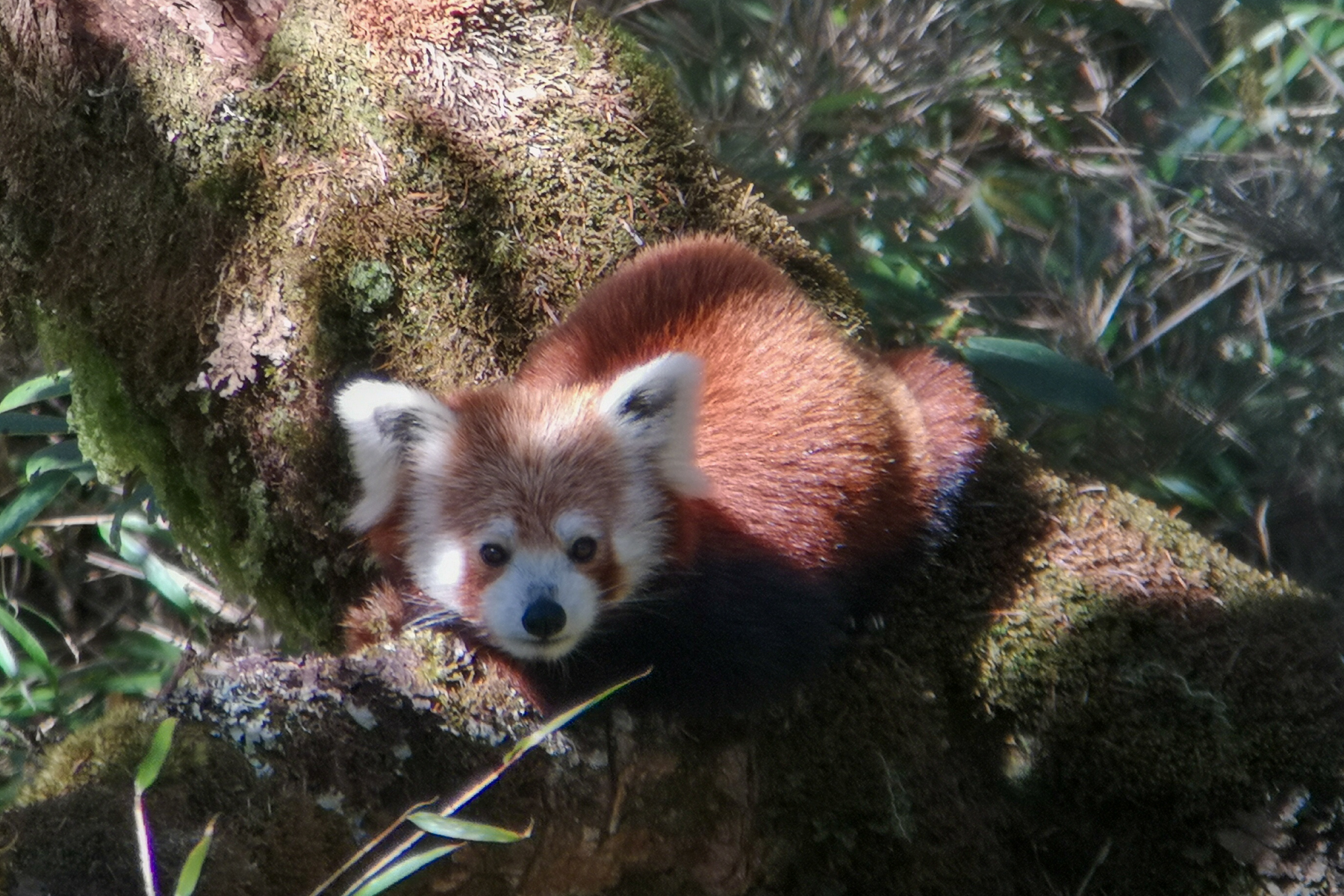 Red Panda (image by Dave Farrow)