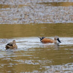 Red Shovelers (image by Nick Lessof)