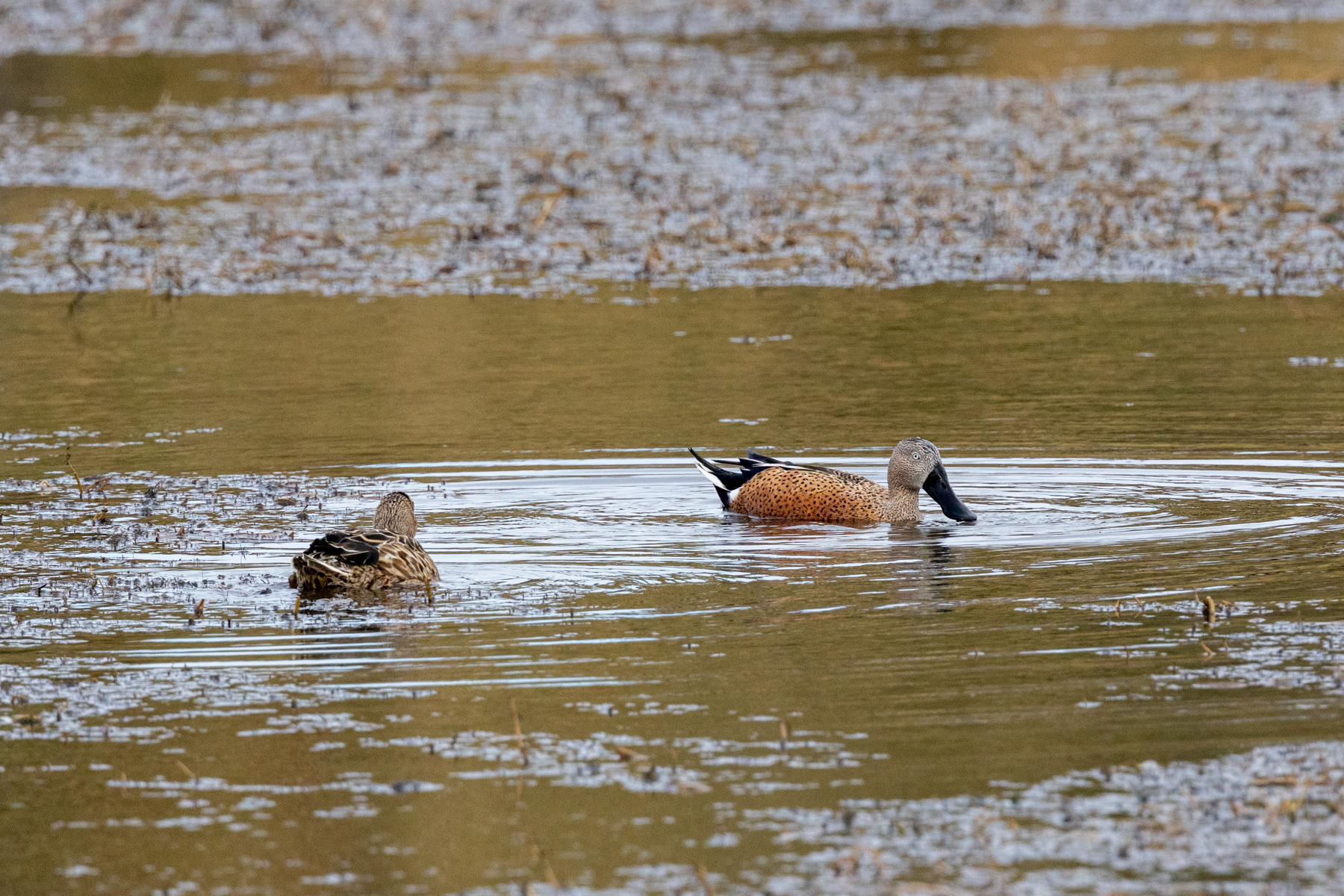 Red Shovelers (image by Nick Lessof)
