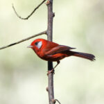 Red Warbler (image by Leo Garrigues)