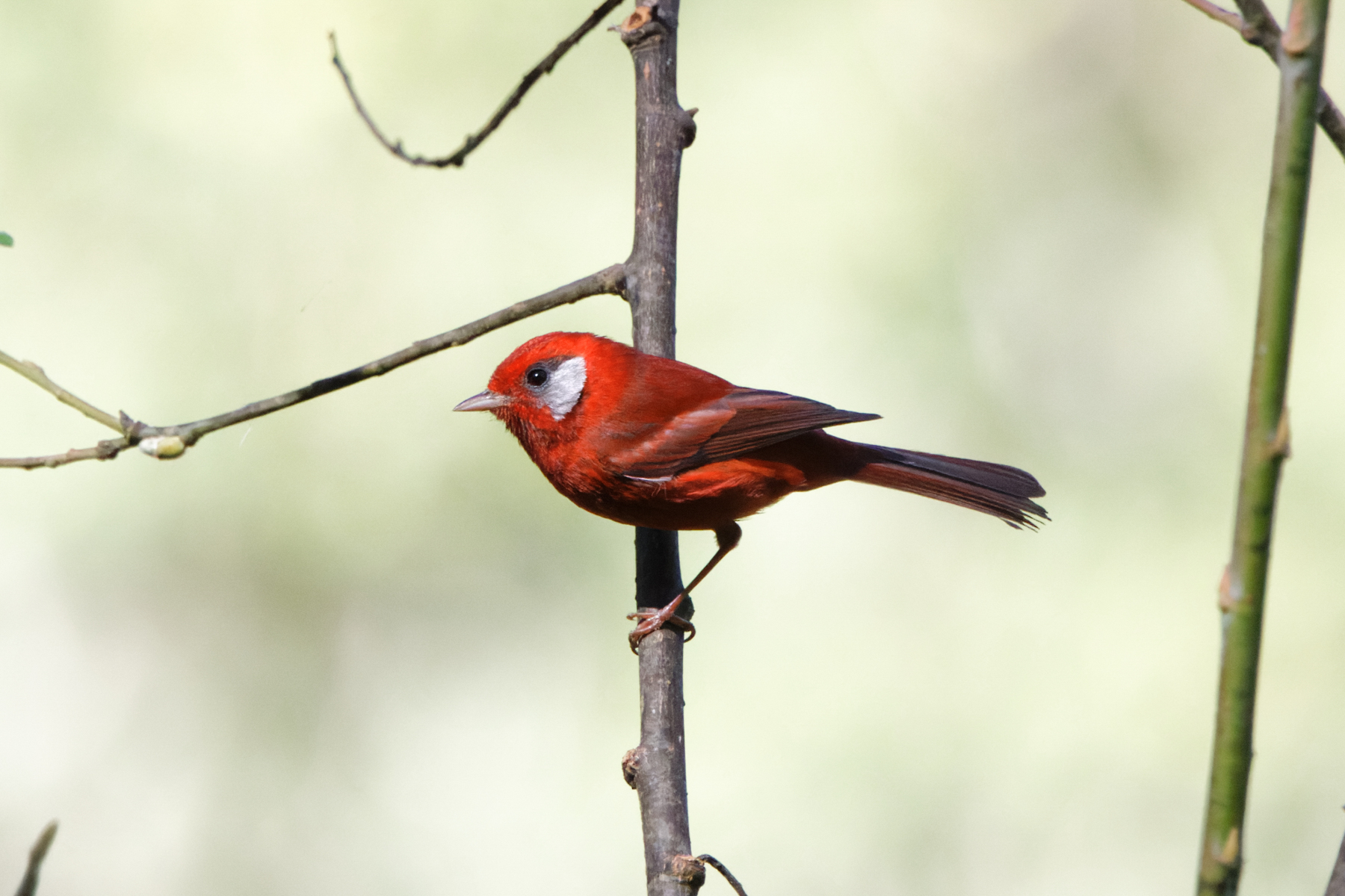 Red Warbler (image by Leo Garrigues)