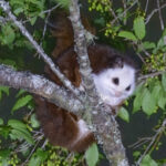 Red-and-white Giant Flying Squirrel (image by Vincent van der Spek)