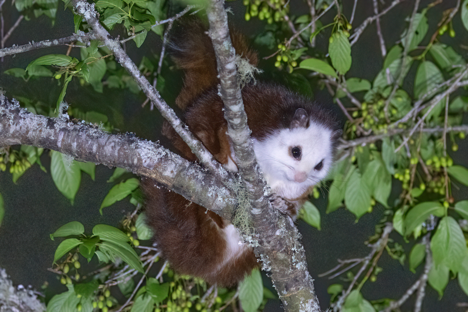 Red-and-white Giant Flying Squirrel (image by Vincent van der Spek)