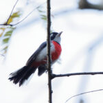 Red-breasted Chat (image by Leo Garrigues)