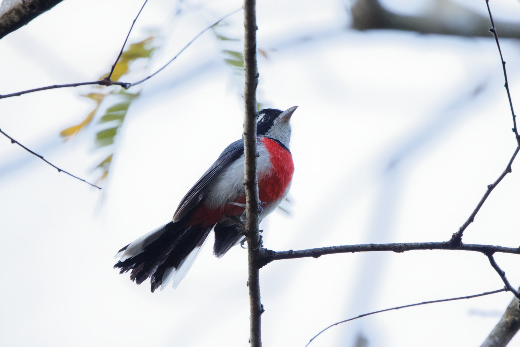Red-breasted Chat (image by Leo Garrigues)