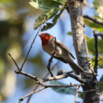 Red-faced Warbler (image by Leo Garrigues)