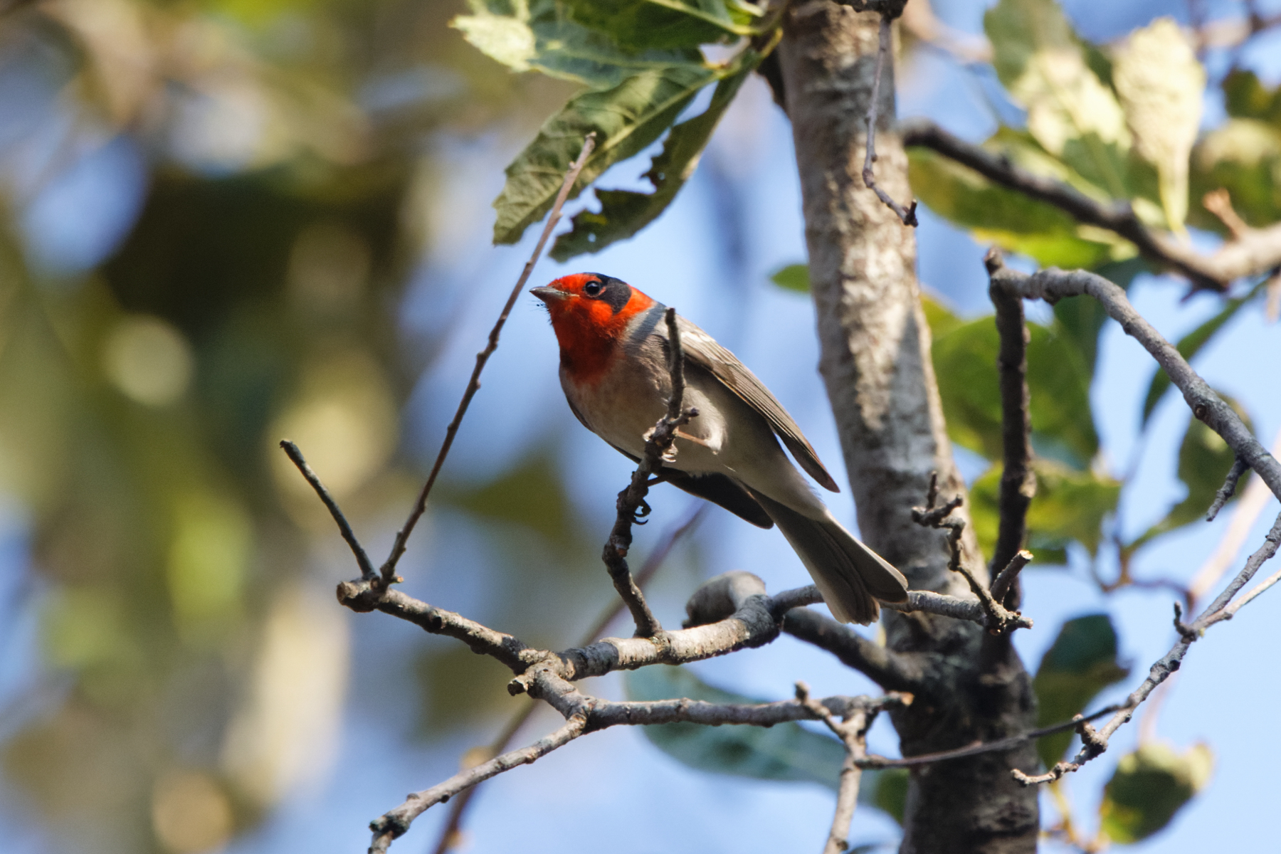 Red-faced Warbler (image by Leo Garrigues)