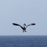 Red-footed Booby (image by Nick Lessof)